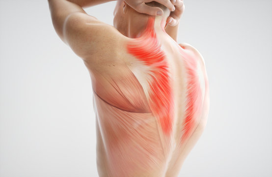 Anatomy of muscle body - 3D Rendering
