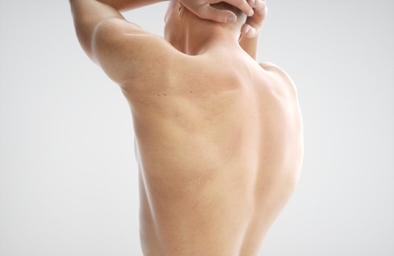 Anatomy of muscle body - 3D Rendering