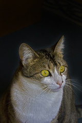 Obraz premium Gata de olhos amarelos olhando fixamente uma presa possível...