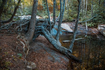 &aacute;rbol ca&iacute;do junto al r&iacute;o