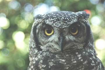 Owl Eyes