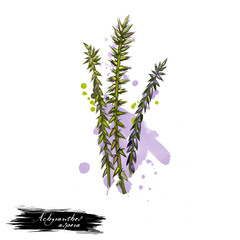 Apamarg Prickly Chaff flower Achyranthes aspera ayurvedic herb digital art illustration with text isolated on white. Healthy organic spa plant widely used in treatment, for preparation medicines