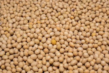 The  soy beans  close up image