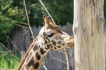 Giraffe Nahaufnahme