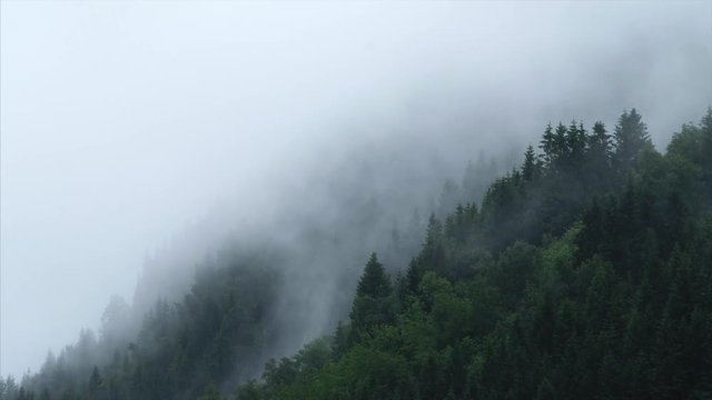 Misty forest on the mountain slope in a nature reserve. Woods in heavy rain.