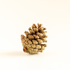 Pine cone on white background. Close up,  Isolated.
