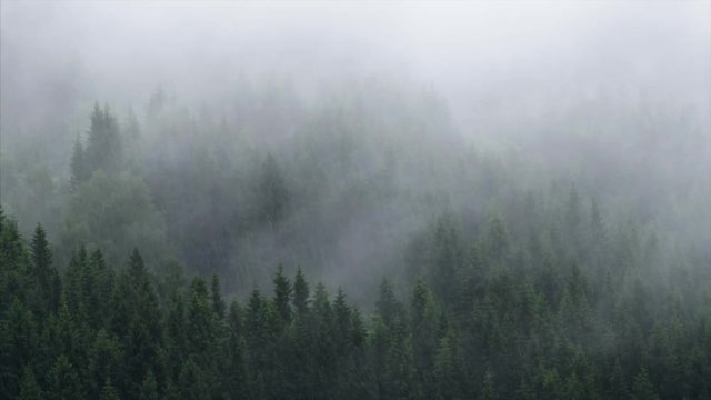 Misty forest on the mountain slope in a nature reserve. Woods in heavy rain.