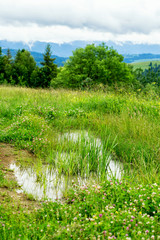 Small spring puddle in green grass
