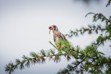 Polujący ptak © dprojekty