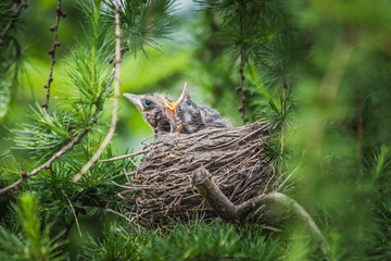 Gniazdo © dprojekty