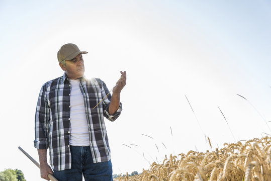 Senior farmer in a field examining ears
