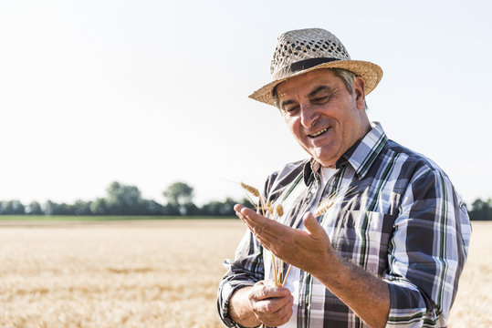 Portrait of content senior farmer in a field examining ears