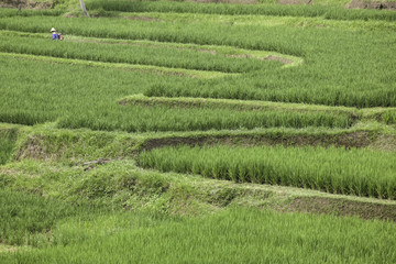 Rice harvesting at Jatiluwih rice terrace at Bali, Indonesia