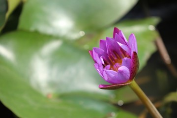 Naklejka premium lotus