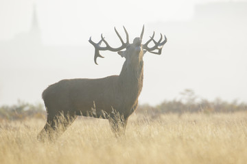 Red Deer stag (Cervus elaphus) bellowing or roaring on a misty morning among long grass