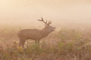 Red Deer stag (Cervus elaphus) roaring bellowing calling showing breath, on a cold morning