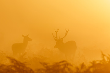Red Deer rut stag (Cervus elaphus) rounding up female hinds at sunrise