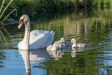 Mute Swan (Cygnus olor) adult and cute fluffy baby cygnets, swimming together on a sunny day