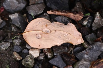 Water drops on a leave