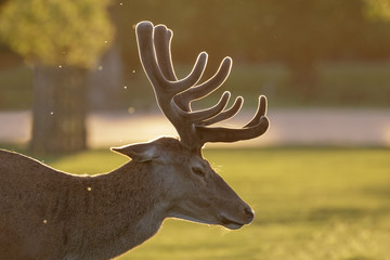 Backlit Red Deer stag (Cervus elaphus)  portrait in growing velvet antlers on a spring evening