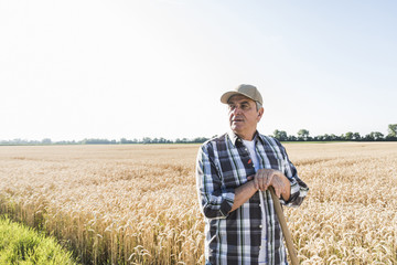 Senior farmer standing in front of wheat field watching something