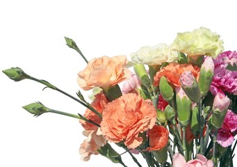 posy of multicolor carnations closeup
