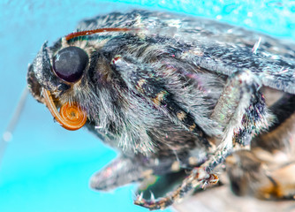 Copper Underwing Amphipyra pyramidea