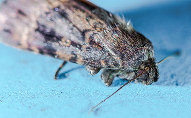 Copper Underwing Amphipyra pyramidea