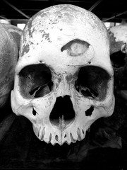 Skull - The Killing Fields of Choeung Ek, Phnom Penh, Cambodia