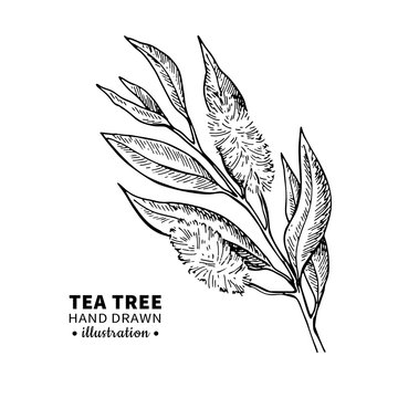 Tea tree vector drawing. Isolated vintage illustration of medical plant leaves on branch.