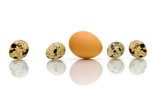 Eggs of different types on a white background