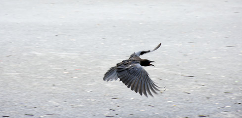 カラス