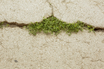 Crack on the asphalt with grass