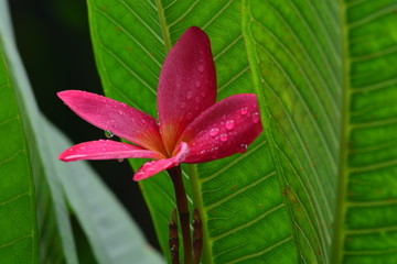 Obraz premium Pink plumeria flower