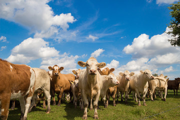 Herde brauner Kühe auf der grünen Weide mit blauem Himmel im Sommer