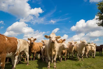 Fototapete Kuh Herde brauner Kühe auf der grünen Weide mit blauem Himmel im Sommer