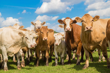 Herde brauner Kühe auf der grünen Weide mit blauem Himmel im Sommer