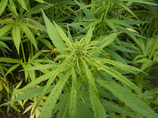 cannabis plantation / marijuana leaves