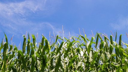 
golden flowers with green leaves of corn field against blue sky in sunshine, background of green corn field, sunny wallpaper with green corn field,