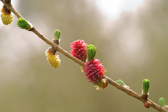 l&auml;rchenbl&uuml;ten