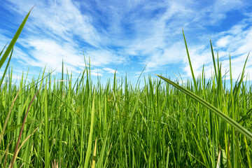 erba e cielo