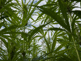 Fototapeta na wymiar cannabis plantation / marijuana leaves