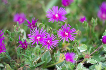 Obraz premium fleur bleu