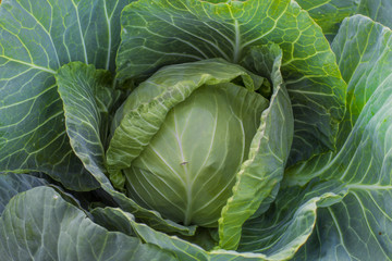 Organic farming of fresh green and white head cabage plantation.vegetarian cabbage on the field ready to harvest and salad