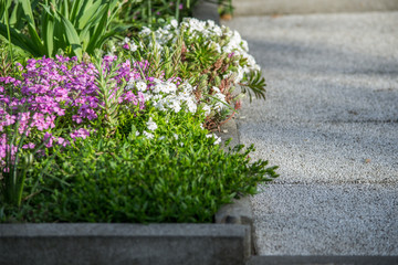 Beautiful flowerbed with different flowers