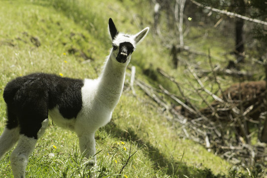 Lama
