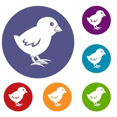 Chick icons set