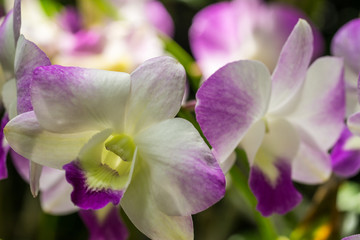 Closeup white orchid flowers