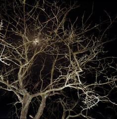 A tree in Brussels at night