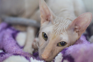 Cat of the Sphynx breed